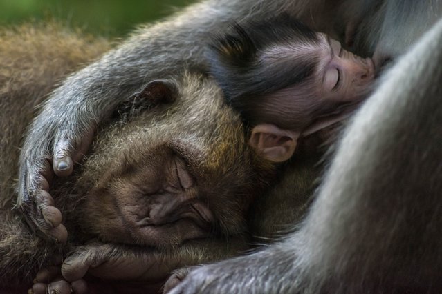 Three long-tailed macaques in Bali, Indonesia. The gold winner in the animal portraits category. (Photo by Tom Vierus/World Nature Photography Awards)