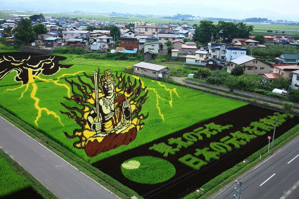 Rice Paddy Art