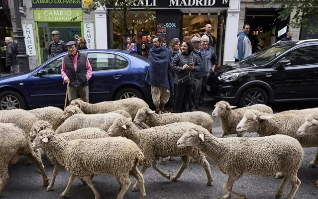 People watch sheep crossing the city during the “Fiesta de la Transhumancia” Festival on October 20, 2019 in Madrid, Spain. The festival was started in 1994 to recognize drover's road as public and a unique heritage in the world. (Photo by Xaume Olleros/Getty Images)