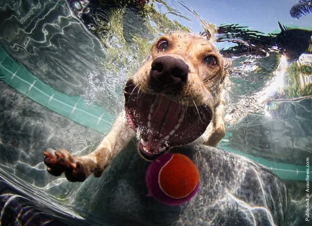 Seth Casteel – Underwater Dog Photographer