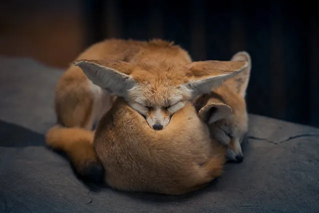 Two sleeping foxes cuddled up together at a wildlife park in Shanghai, China on October 23, 2019. (Photo by  Costfoto/Barcroft Media)