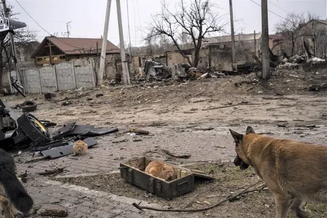 A cat sits in a box where ammunitions are kept, in Bucha, on the outskirts of Kyiv, Ukraine, Tuesday, April 5, 2022. (Photo by Rodrigo Abd/AP Photo)