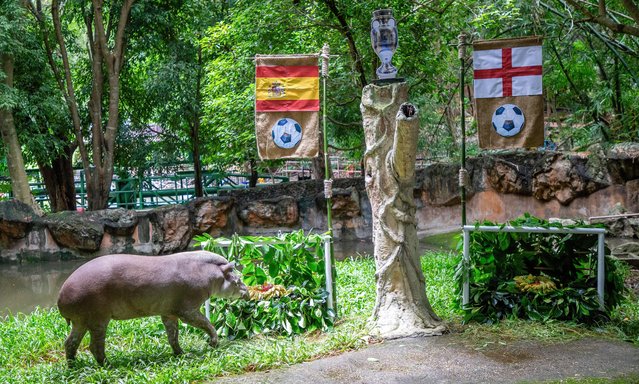 A female Brazilian Tapir named “Khao Knong”, 21 years and 8 months old, predicted the outcome of the UEFA Euro 2024 final match between Spain and England at The Chiang Mai Night Safari in Thailand on July 12, 2024. The national flags of both teams were hanged on the goalposts, each adorned with jackfruit leaves and various fruits such as bananas and carrots. The result showed that Khao Knong chose to eat the food representing Spain. The organizers of The Chiang Mai Night Safari are using a Brazilian Tapir to attempt to predict if Spain will be the final match winner against England during the UEFA Euro 2024 soccer tournament, which is taking place in Germany. (Photo by Pongmanat Tasiri/SOPA Images/Rex Features/Shutterstock)