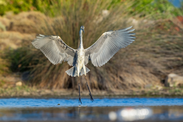 Grey heron in Kocacay Delta of Karacabey district in Bursa, Turkiye on July 25, 2024. The Kocacay Delta is important for natural life with its floodplain forests, lagoons and large sand dunes. With its wetland ecosystem, the area, which was declared a protected area in the category of "Ecological Impact Zone", is home to thousands of birds of hundreds of species, both migratory and resident, that need to feed, shelter and breed. Among the birds living in the region is the greenshank. (Photo by Alper Tüyde/Anadolu via Getty Images)