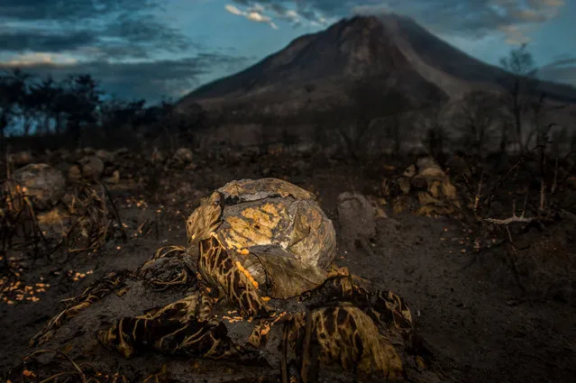 Cabbage crops destroyed by the latest eruption. (Photo by Sutanta Aditya/Barcroft Images)