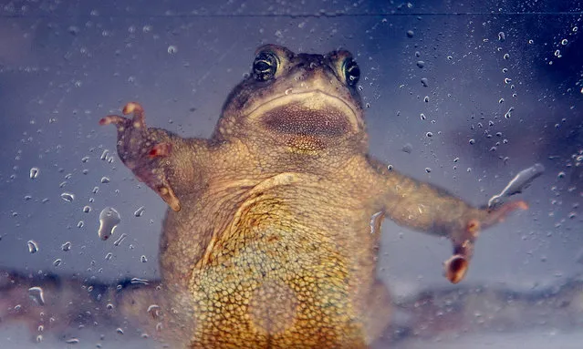 An adult Wyoming toad holds itself up in a plastic bin on before being released at the Buford Foundation Ranch as part of the U.S. Fish and Wildlife and Saratoga National Fish Hatchery's Cooperative Recovery Initiative project, Wednesday, June 1, 2016, near Laramie, Wyo. Wildlife officials are releasing more than 900 toads in Wyoming, saying they could help researchers find ways for the endangered species and other amphibians to resist a devastating fungus. (Photo by Jeremy Martin/Laramie Daily Boomerang via AP Photo)