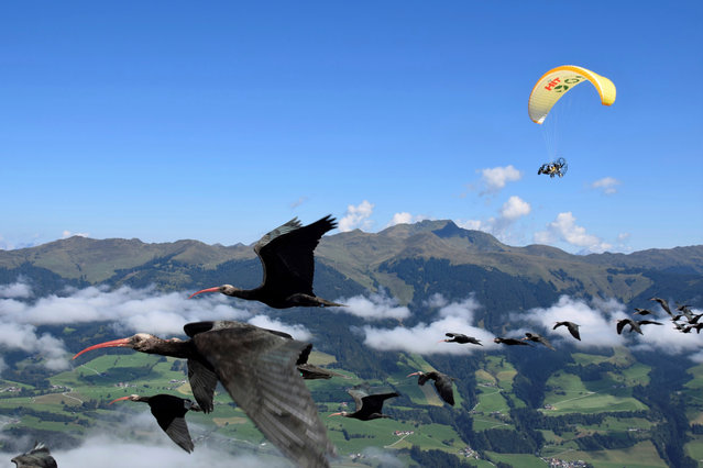 Northern bald ibises migrate from Austria to the Orbetello lagoon in Tuscan, Italy in the last decade of August 2024, as foster parents of the birds support them in their journey from a microlight. (Photo by AP Photo)