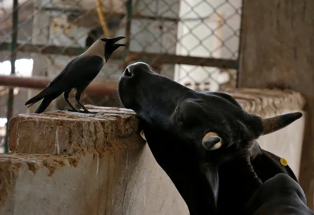 A grey crow and cow pictured in a Gaushala or cow sanctury in Barsana, India, June13, 2017. (Photo by Cathal McNaughton/Reuters)