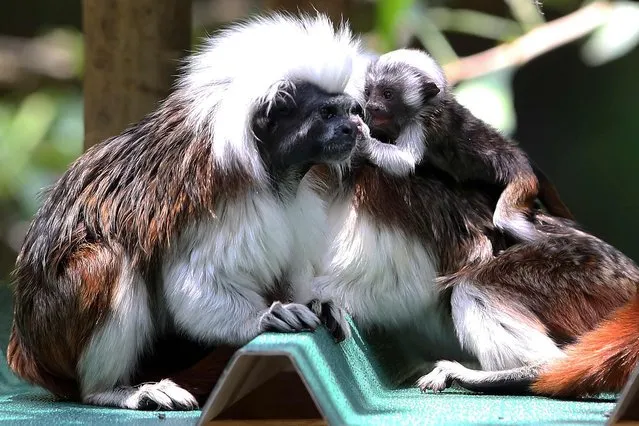 A Titi Pigmeo monkey “Cabeciblanco” born three weeks ago, hangs from its mother at Cali Zoo, in Colombia on April 26, 2022. (Photo by Paola Mafla/AFP Photo)