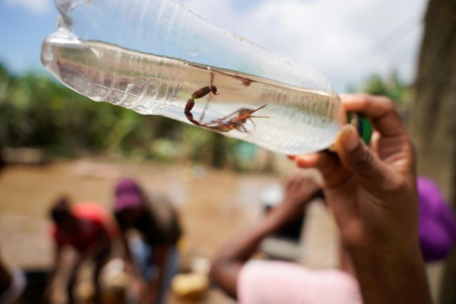 A woman holds a bottle with liquor and a scorpion she salvaged from her flooded home after heavy rains, in Esmeraldas, Ecuador on June 5, 2023. (Photo by Santiago Arcos/Reuters)