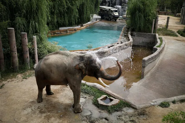 An elephant sprays water to cool itself on a hot day at an amusement park in Yongin, South Korea, June 21, 2017. (Photo by Kim Hong-Ji/Reuters)
