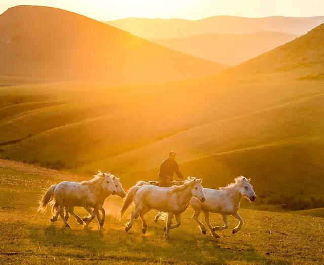A herdsman trains horses on a grassland in West Ujimqin Banner of Xilingol League, north China's Inner Mongolia Autonomous Region on May 17, 2022. (Photo by Xinhua News Agency/Rex Features/Shutterstock)