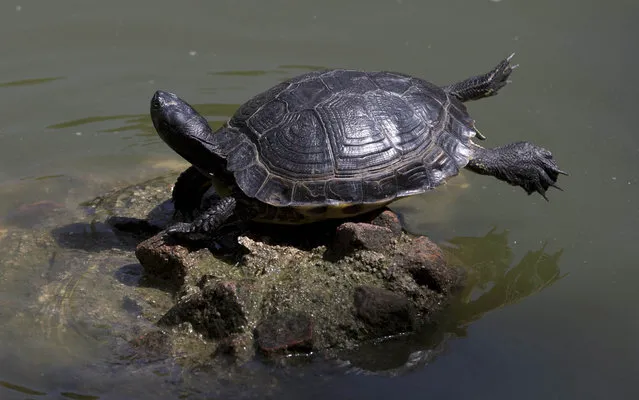 A turtle basks in the sun while balanced on a rock in a pond in the Retiro park in Madrid, Spain, Thursday, July 17, 2014. Madrid and other provinces in the Iberian peninsular are currently suffering from a heatwave with temperatures close to 40 degrees Celsius (104 degrees Fahrenheit). Madrid's City Hall have advised people to stay indoors during the middle  of the day when the intense heat is at it's maximum. (Photo by Paul White/AP Photo)