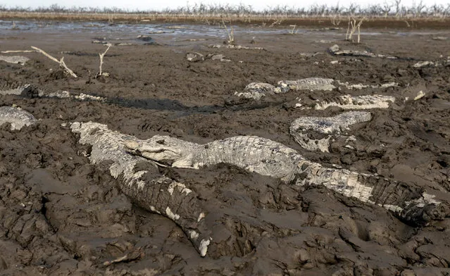 Alligators are pictured stuck in the mud of the dry Pilcomayo river, which is facing its worst drought in almost two decades, on the border between Paraguay and Argentina, in Boqueron, July 3, 2016. (Photo by Jorge Adorno/Reuters)