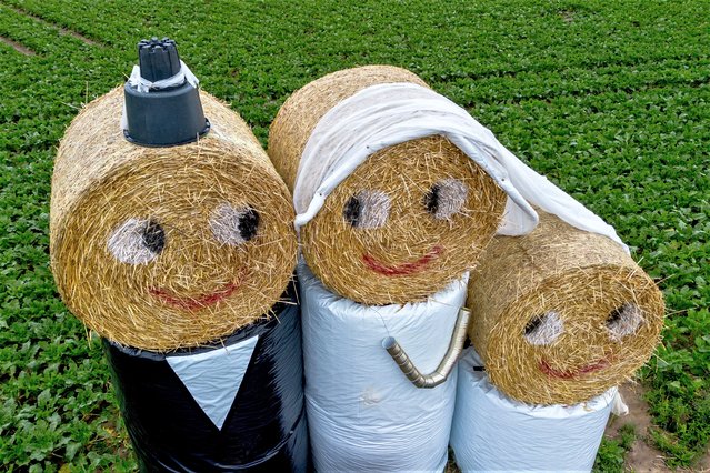 Straw bales are painted with faces in Frankfurt, Germany, Friday, August 4, 2023. In Germany's rural areas it is quite usual to announce upcoming weddings this way. (Photo by Michael Probst/AP Photo)