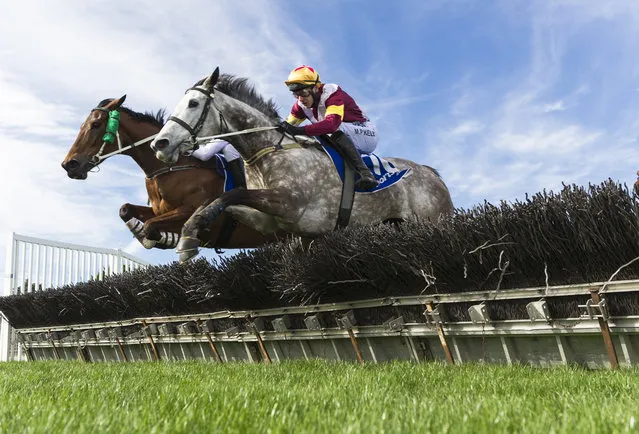 Arron Lynch riding Shez Eltraordinary  jumps the 2nd Last hurdle with Martin Kelly riding Marilisa (r) before winning Race 2 City of Ballarat Maiden Hurdle during The Grand Nation Steeple Day on August 20, 2017 in Ballarat, Australia. (Photo by Vince Caligiuri/Getty Images)