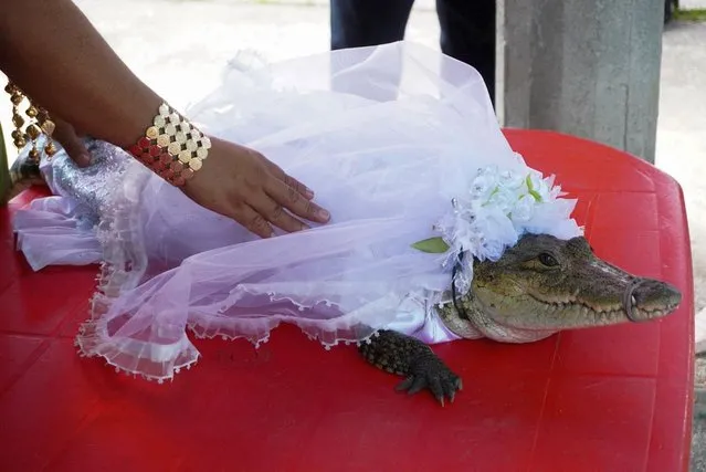 A woman touches a seven-year-old alligator dressed as bride for a traditional ritual marriage, likely dates back centuries to pre-Hispanic times, between the San Pedro Huamelula Mayor Victor Hugo Sosa and the reptile that depicts a princess, as a prayer to plead for nature's bounty, in San Pedro Huamelula, in Oaxaca state, Mexico on June 30, 2022. (Photo by Jose de Jesus Cortes/Reuters)