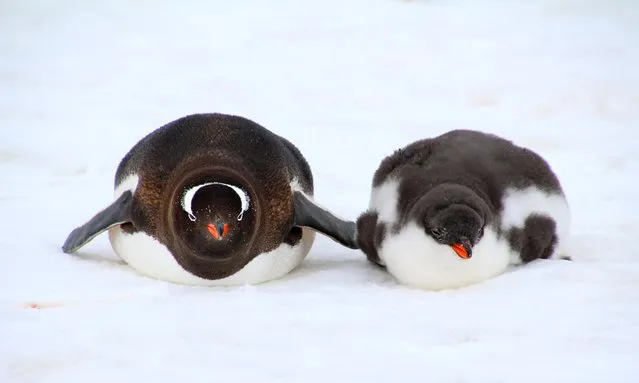 “Gentoo Penguins Resting on Snow”. Roberta Moreland, 60, of Leesburg, Va., caught these two lounging in Paradise Bay, Antarctica, in February. (Photo by Roberta Moreland)