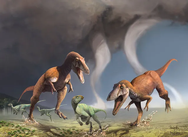 This illustration shows two Cretaceous Period predatory dinosaurs named Gualicho shinyae hunting smaller bipedal herbivorous dinosaurs in northern Patagonia 90 million years ago. Scientists on July 13, 2016 described fossils of Gualicho unearthed in Argentina, showing that the two-legged carnivore had arms only about the length of a human child’s even though its body was up to about 26 feet (8 meters) long. (Photo by Courtesy Jorge Gonzalez and Pablo Lara/Reuters)