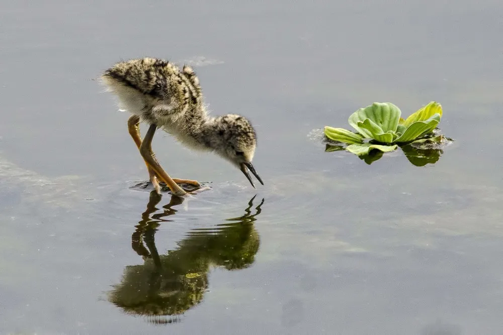 The Palm Beach Post’s Ninth Annual Focus on Nature Photo Contest