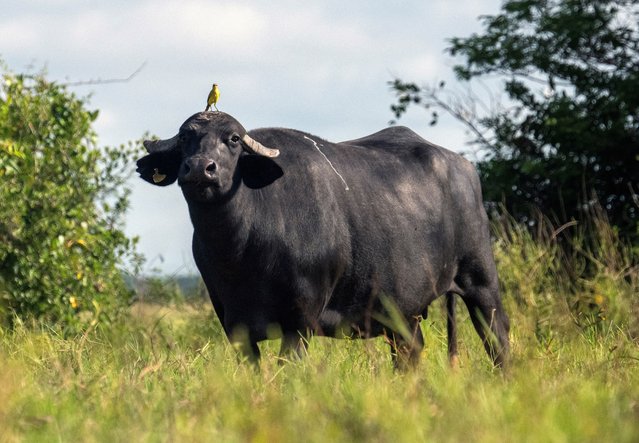 A bird perches atop a buffalo in a field near Las Tiamitas, northern region of Apure State, Venezuela, on October 6, 2024. (Photo by Federico Parra/AFP Photo)
