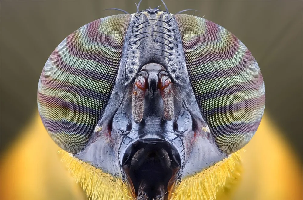 Stunning Macro Photographs of Insects