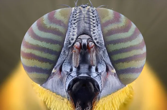A close-up shot of a fly on August 2014, in Banten, Indonesia.  Wildlife photographer takes incredible close-up images of tiny bugs. Yudy Sauw has captured close-up images of creepy crawlies – revealing their disturbing faces. The insects have an assortment bulging eyes and sharp pincers and look grotesque in the face-to-face shots. The miniature-models include a soldier fly, a red ant and a longhorn beetle. (Photo by Yudy Sauw/Barcroft Media)