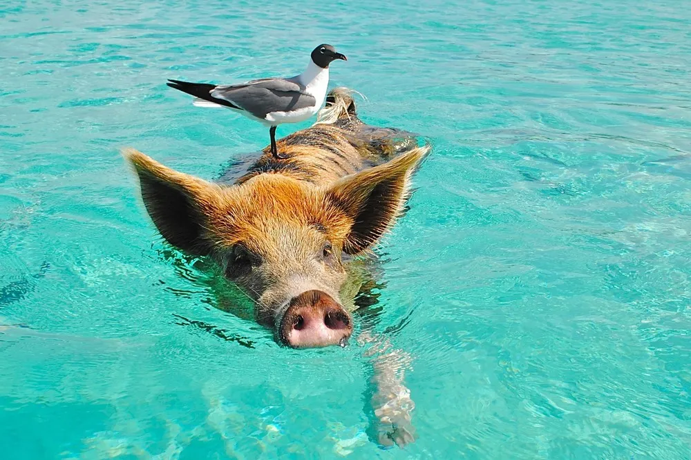 Cute Friendly Swimming Pigs in Bahamas