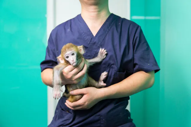 A veterinarian holds a rhesus macaque (Macaca mulatta) in a store in central Beijing. It has become increasingly difficult for people to own monkeys as pets in China, with laws making it illegal for most species. However many young people see monkeys as unique exotic pets that give them status among their peers. The rhesus macaque is mainly found in south-east Asia. (Photo by Sean Gallagher/The Guardian)