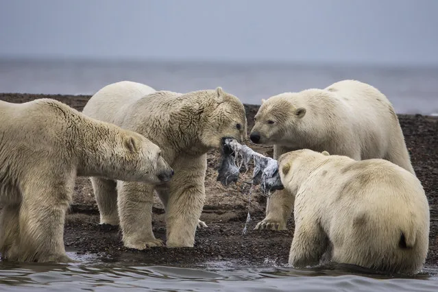 Polar bears feast on the remains of a bowhead whale, harvested legally by whalers during their annual subsistence hunt, just outside the Inupiat village of Kaktovik, Alaska, USA, 11 September 2017. (Photo by Jim Lo Scalzo/EPA/EFE)