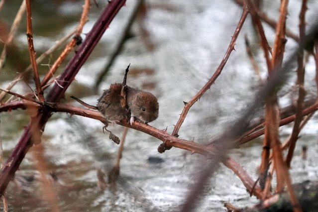 A Water vole on a branch above floodwater in Yalding, Kent on Monday, January 6, 2025. Weather warnings remain in force across much of the UK on Monday with adverse conditions, including flooding from heavy rain and thawing snow. (Photo by Gareth Fuller/PA Images via Getty Images)