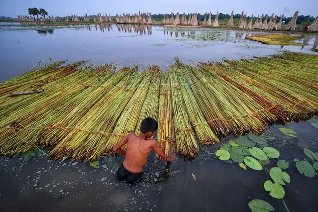 A young farmer seen spreading Jute stalks at Bortir Bill, a vast wetland surrounded by farmlands, in the 24 North Parganas district of West Bengal approx 50km from the main City of Kolkata on September 3, 2022. Jute is one of the most important cash crops & important natural fibers after cotton in terms of cultivation and usage. Jute Cultivation is dependent on the climate, season, and soil. Around 85% of the world's jute cultivation is concentrated in the Ganges Delta & mainly in the eastern and north eastern part of India. Jute is also called the Golden fiber and it has important role in textile industry thus playing an important role in the Indian economy. (Photo by Avishek Das/SOPA Images/Rex Features/Shutterstock)