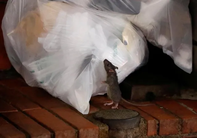 A rat tries to feed off garbage in Kabukicho nightlife district, during a state of emergency to fight the coronavirus disease (COVID-19) outbreak, in Tokyo, Japan, April 28, 2020. (Photo by Issei Kato/Reuters)