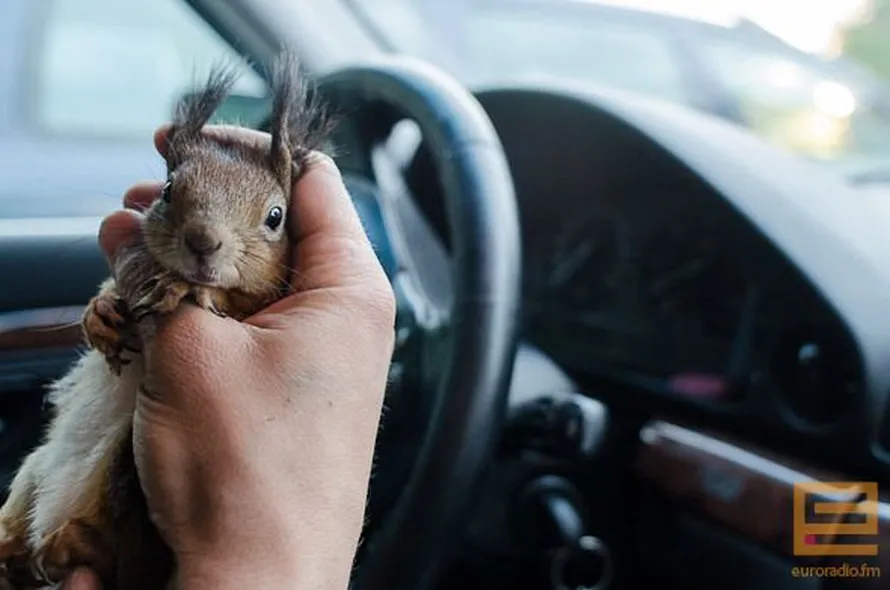 Little Squirrel Worked with the Taxi Driver