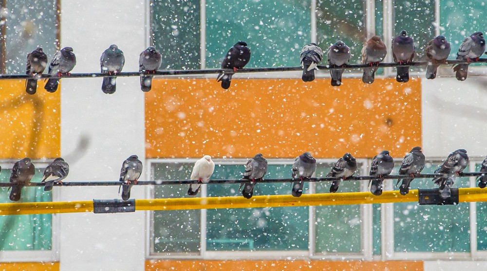 A Look at Life in South Korea