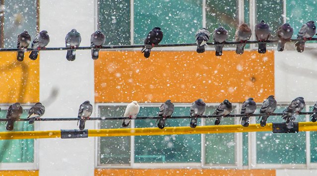 A flock of pigeons sit on a power line early February 2025 in Seoul. With the revised Wildlife Act, which would impose a fine of up to 1 million won for feeding pigeons, coming into effect, local governments across the country are considering whether to enact ordinances. (Photo by Kim Young-geun)