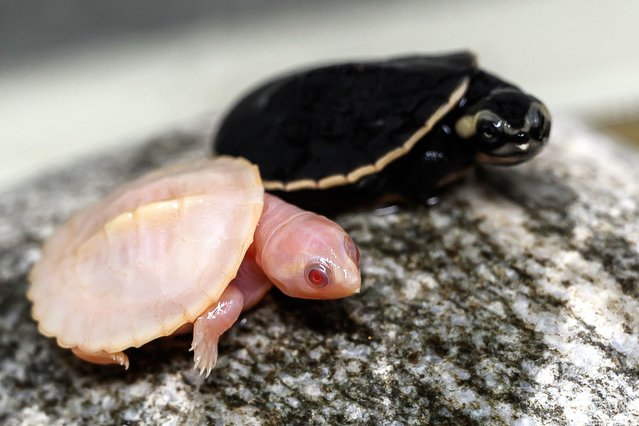 This photograph shows an albino red-bellied turtle resting next to a sibbling at the Ferme aux Crocodiles, in Pierrelatte on January 28, 2025. The birth of an albino individual of this aquatic species native to Australia and New Guinea is an extremely rare phenomenon. (Photo by Jean-Philippe Ksiazek/AFP Photo)