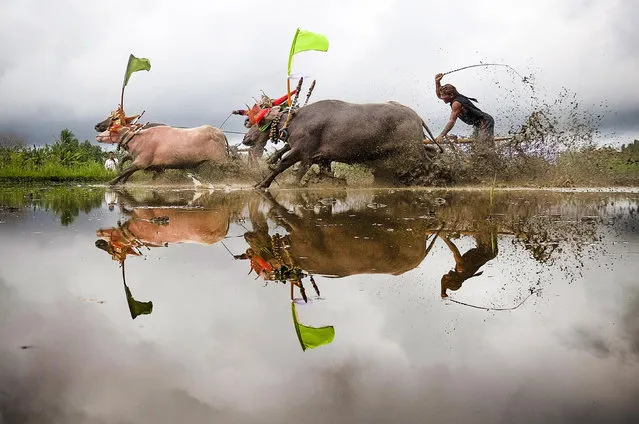 Makepung Lampit, a traditional buffalo race in muddy rice fields, gets Bali’s growing season off to a lively start early October 2022. (Photo by Gede Sudika/Solent News)