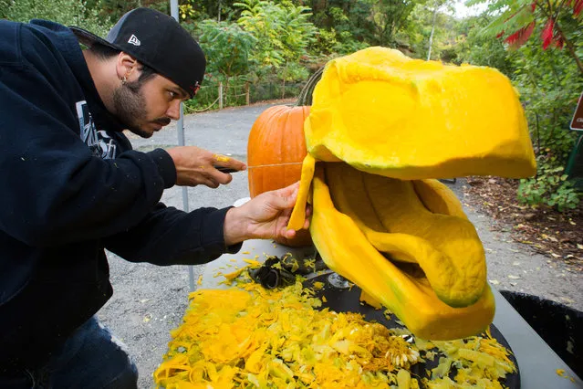 Chris Vierra, renowned pumpkin carver from Villafane Studios, creates a lifelike Tyrannosaurus Rex sculpture using pumpkins and squash at Field Station: Dinosaurs, a 20-acre outdoor Jurassic learning expedition and family tourist attraction in Secaucus, N.J. on Thursday, September 25, 2014. (Photo by Charles Sykes/AP photo/Invision for Field Station: Dinosaurs)