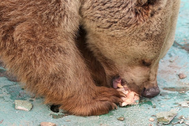 The protected brown bears “Efe“ and “Ege”, who are brothers, feed in an outdoor area where they usually spend the summer months in Konya, Turkiye on January 23, 2025. Ege and Efe, who stay indoors in an area resembling a cave during the winter, couldn't hibernate this winter season due to the high seasonal temperatures caused by global warming. (Photo by Serhat Cetinkaya/Anadolu via Getty Images)