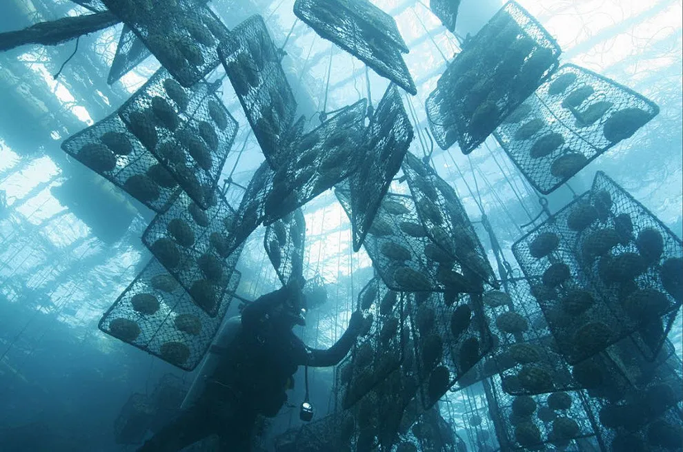 Golden Pearl Farming In Philippines