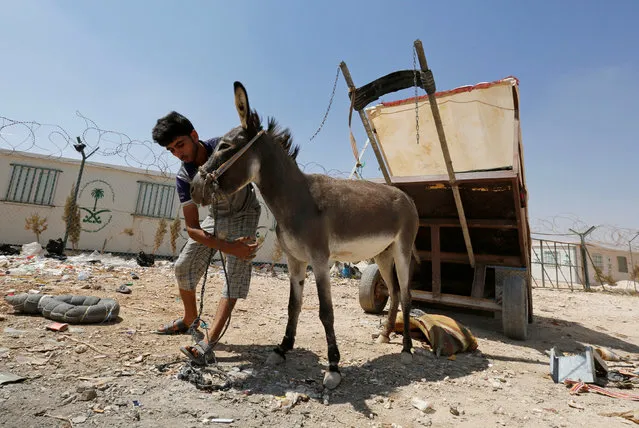 Syrian refugee Bashar al-Khashman, who came from Daraa in Syria three years ago, prepares his donkey cart to transport fruits and vegetables to sell to fellow refugees at Al Zaatari refugee camp in the Jordanian city of Mafraq, near the border with Syria, August 18, 2016. (Photo by Muhammad Hamed/Reuters)