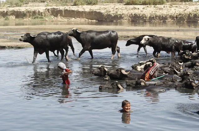 Iraqi children are seen in a swamp with a herd of buffaloes in eastern Baghdad's al-Futheliyah district, September 20, 2015. Iraqi Prime Minister Haider al-Abadi ordered daily water tests and other measures on Saturday to contain an outbreak of cholera that has killed at least six people in Baghdad's western outskirts. (Photo by Ahmed Saad/Reuters)