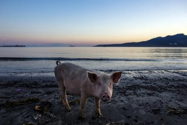 A pig stands in the evening light on the beach to eat seaweed in Yuzhno-Kurilsk, the main settlement on the Southern Kurile island of Kunashir September 14, 2015. (Photo by Thomas Peter/Reuters)