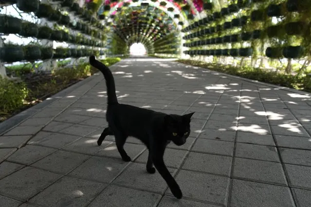 A black cat walks along a garden outside the FIFA Fan Festival in Doha, Qatar, Tuesday, November 22, 2022. (Photo by Abbie Parr/AP Photo)