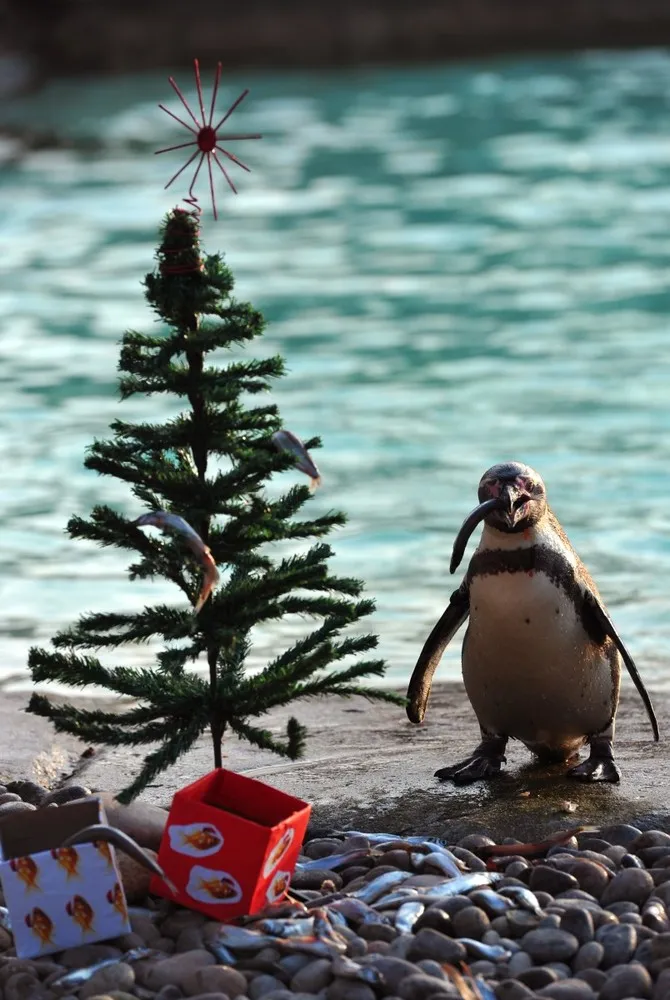 Pictures of Recent Events: Animals [Beginning of January 2013]