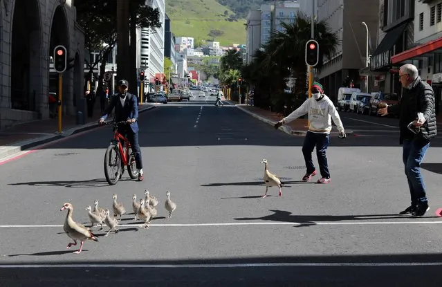 Egyptian geese are guided safely across a busy street in Cape Town, South Africa Monday September 7, 2020. (Photo by Nardus Engelbrecht/AP Photo)