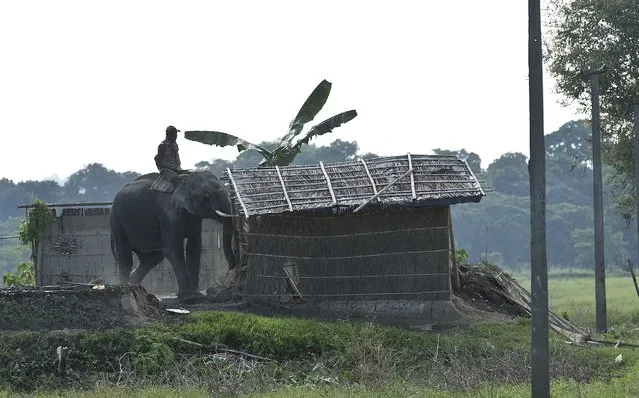 A mahout guides a forest department elephant to demolish a house on the periphery of the Kaziranga National Park, northeastern Assam state, India, Monday, September 19, 2016. Authorities ordered the demolition of around 300 houses in three villages to evict people living on the periphery of the rhino sanctuary to stop rampant poaching of the rare animal, a top police official said. Two people were killed and several others were injured Monday when villagers clashed with police while protesting the demolition of their homes. (Photo by Anupam Nath/AP Photo)