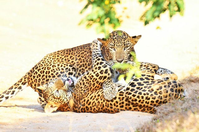 Two Sri Lankan leopards (Panthera pardus kotiya) play together in Yala National Park, the most visited and second-largest national park in Sri Lanka, on July 3, 2025. It is located about 274 kilometers (170 miles) from Colombo. (Photo by Krishan Kariyawasam/NurPhoto/Rex Features/Shutterstock)