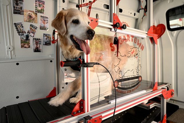 Female entrepreneur Sevil Turkmen supports the recovery of dogs' health with her “Mobile Dog Gym”, launched in memory of her dog Seker (Sugar), who passed away due to joint problems, in Istanbul, Turkiye on May 21, 2025. In this unique initiative, dogs can exercise at their own pace on a specially designed treadmill. (Photo by Ahmet Okatali/Anadolu via Getty Images)